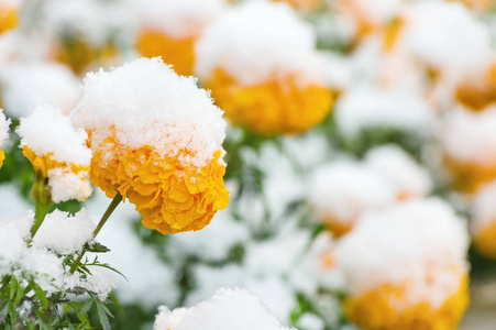 在雪下的花