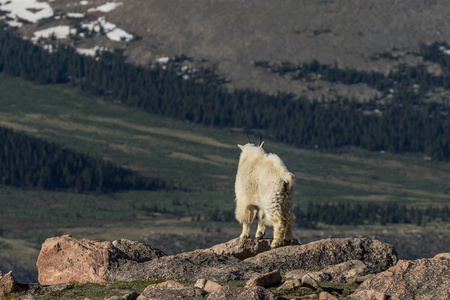 在科罗拉多州的高山山羊