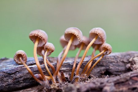 蘑菇 mushroom的名词复数  如蘑菇般生长迅速的事物