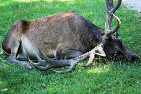 躺在草地上的鹿巴克