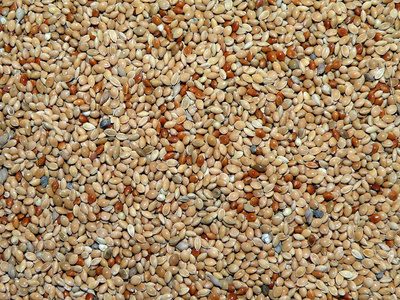 稷小米,粟 稷 狗尾草属植物 黍的子实照片