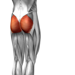 腱膜说明人类大腿解剖照片