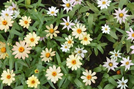 雏菊花 daisy的名词复数  菊科植物 非常新鲜 精神饱满