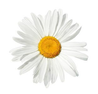 孤立的白色雏菊