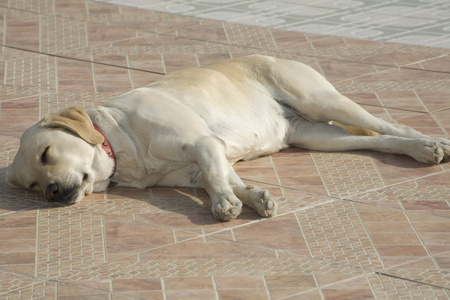 拉布拉多犬