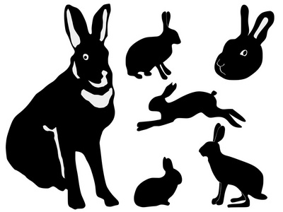 兔子的轮廓
