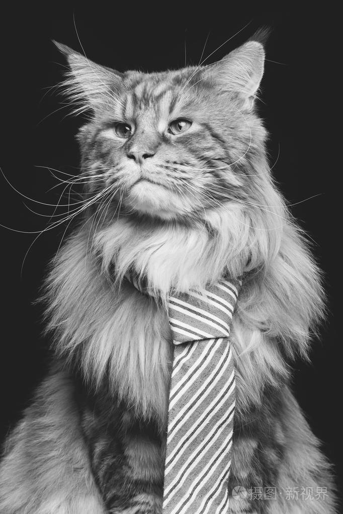 与男人领带的美丽缅因库恩猫