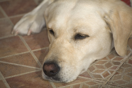 拉布拉多犬