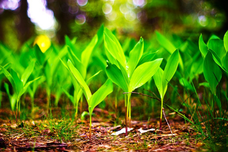 野生植物