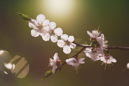 杏树开花