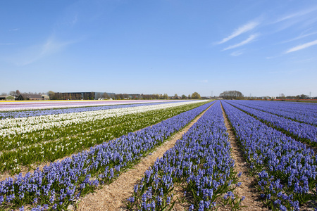 荷兰景观，风信子花