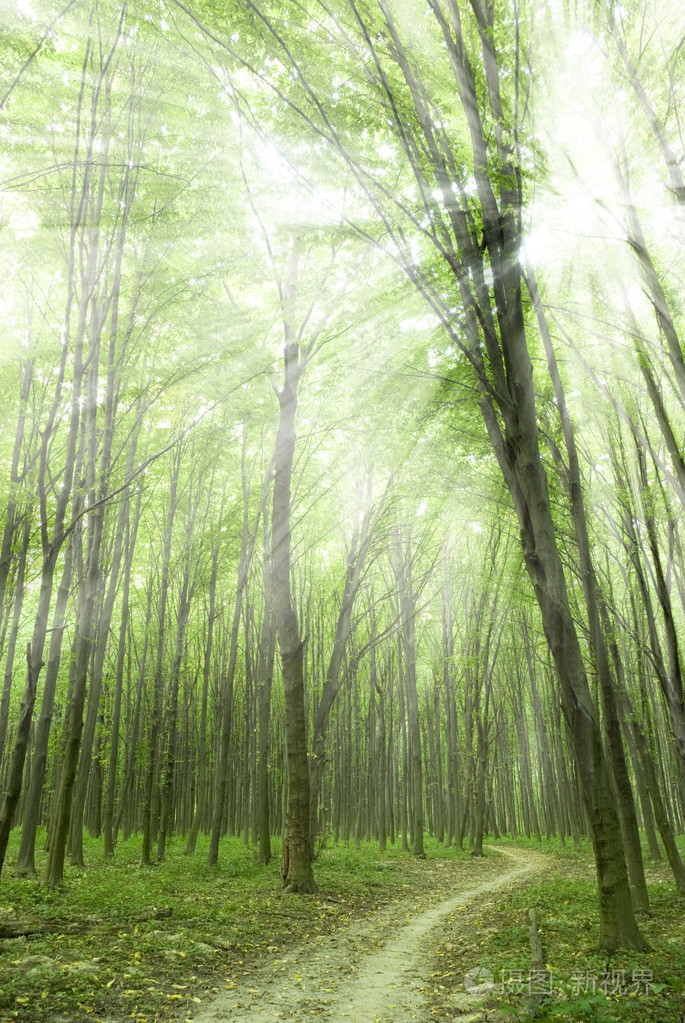 森林丛林森林似的一丛一片