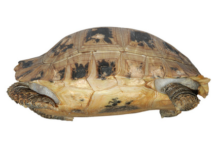 宠物龟伸长的乌龟图片