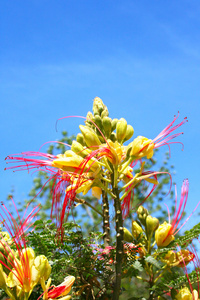 热带蝗虫花