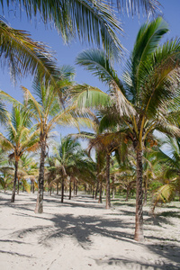 棕榈林，椰子林