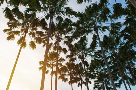 泰国地处热带的海滩椰子棕榈树