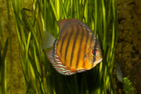 共生动物蓝色铁饼或棕色铁饼共生体.照片