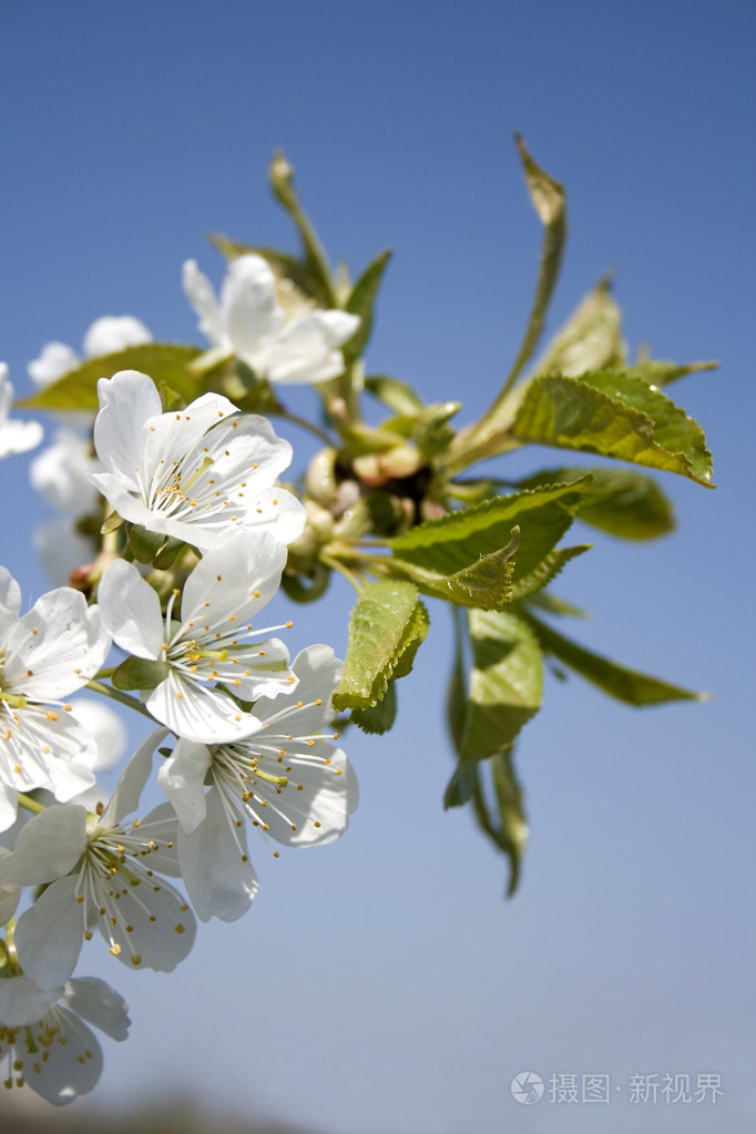 樱桃花