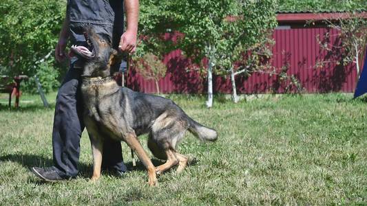 男人和狗训练图片