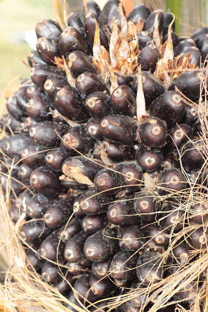 棕油束性质在树上