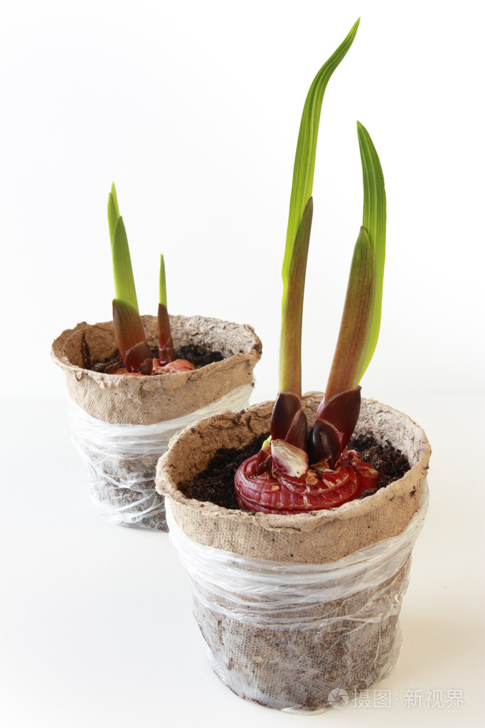 2848*4272px发票合同问题/植物花卉叶子菖蒲鳞茎查看作者其他作品查看