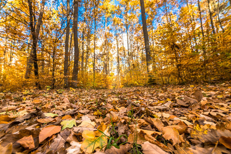 秋天的森林道路 低视角 落叶在路径上的景观
