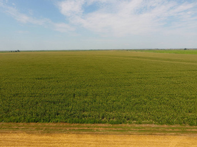 玉米田和部分坡地小麦。绿色玉米在田野上绽放。玉米穗的生长和成熟期