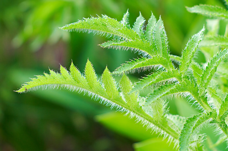 植物浓密的绿叶