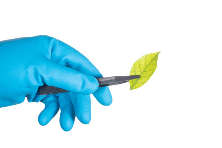 科学家手中蓝色的手套，拿着绿色的叶，生物技术