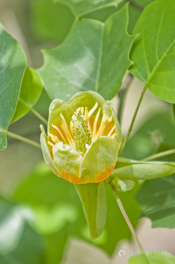 郁金香树花