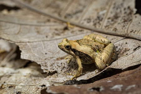 小两栖纲在枯叶上的小青蛙的形象.两栖类动物.动物照片