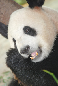 大熊猫熊图片