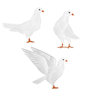 承运人白色的鸽子国内品种体育鸟复古设置四个矢量动物设计手绘插图