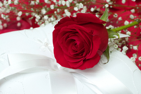 白色枕头上的红玫瑰