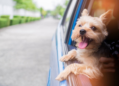 快乐的约克夏狗挂是舌头从他的嘴和耳朵吹在风中，他将他的头伸出运动和驾驶的汽车窗口