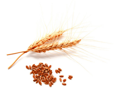 小麦的耳朵和孤立在白色背景上的种子