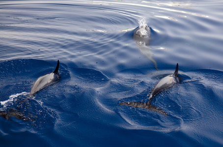 海豚 dolphin的名词复数 