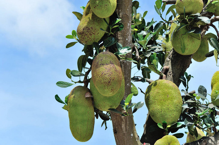 jackfruits 生长在树上