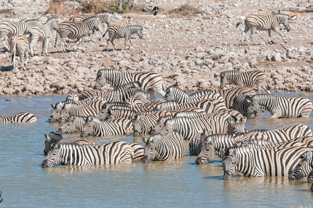 Burchells 斑马饮用水在水坑里北部沙漠