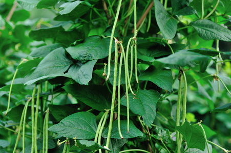 长豆植物