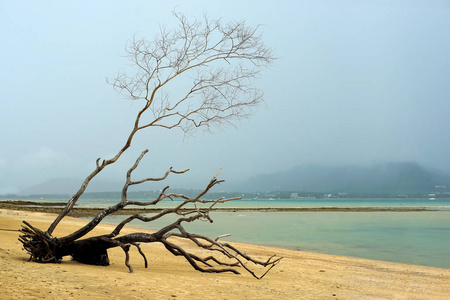 热带海滩上的死树