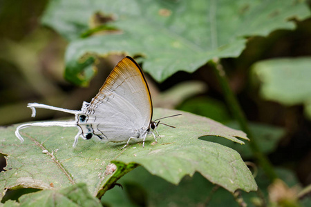 常见的可以乘机蝴蝶 Cheritra freja 伊氏 对 gr 的形象