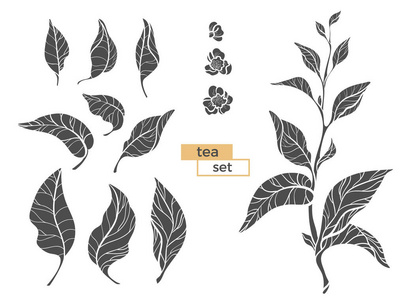 组茶布什分支。孤立在白色背景上的向量黑色剪影