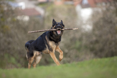 德国牧羊犬玩，并带回分公司