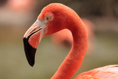 粉红色的加勒比火烈鸟，红鹳橡