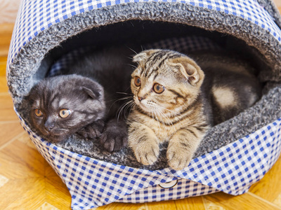 有趣的小猫的品种苏格兰折图片