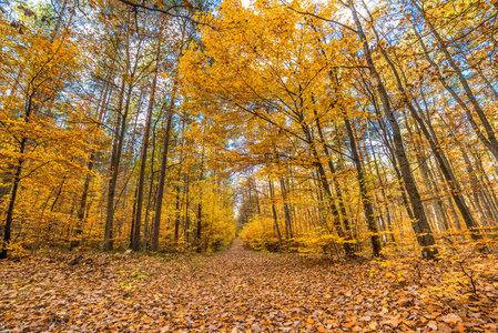 金色的秋天的树林满了落叶，秋天风景