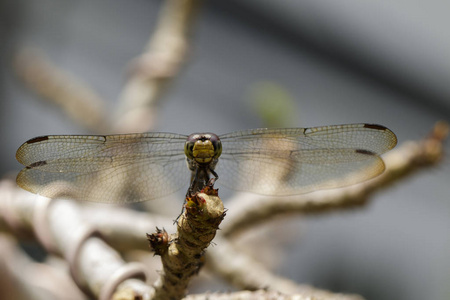 图像的深红色 dropwing 蜻蜓 女  日的 Trithemis 极光