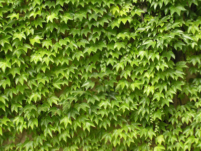 常青藤纹理绿叶背景叶状纹在花盆里的常绿常青藤绿色常青藤一堵长满