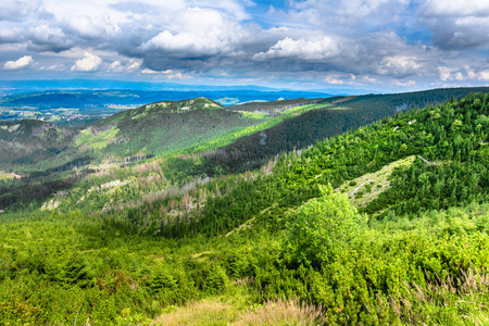 松树林上塔特拉山，绿色的山丘风景，波兰